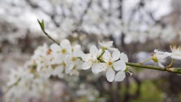 Ramură de cireșe cu flori albe în floarea primăverii. Flori de primăvară. Înflorire în copacii de grădină, pe fundalul florilor albe înflorite. Natura. Close-up . — Videoclip de stoc