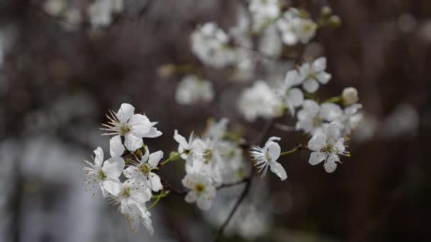 Вишневая ветвь с белыми цветами весной цветут. Весенние цветы. Цветение в садовых деревьях, на фоне цветущих белых цветов. Природа. Крупный план. — стоковое видео