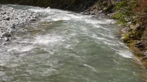 Renaste fjällbäcken i skogen. Strömmen av vatten rör sig mellan stenarna täckta med mossa. Liten flod med stenar. Idylliskt grönt landskap med liten flod. Bakgrundsserier — Stockvideo