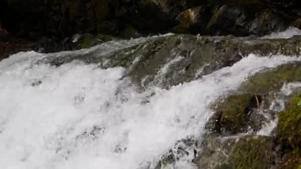 Reinster Gebirgsbach im Wald. Wasserströme bewegen sich zwischen den mit Moos bedeckten Steinen. Kleiner Fluss mit Felsen. Idyllische grüne Landschaft mit kleinem Fluss. Hintergrundserie zur Natur — Stockvideo