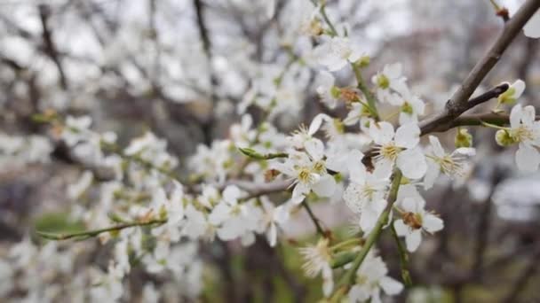 Ramo di ciliegio con fiori bianchi in fiore primaverile. Fiori di primavera. Fioritura tra gli alberi da giardino, sullo sfondo di fiori bianchi in fiore. La natura. Primo piano. — Video Stock