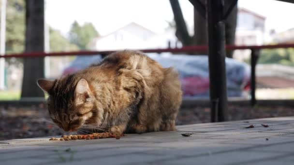 Голодная бездомная полосатая кошка ест сухую еду на улице. Концепция бродячих животных — стоковое видео