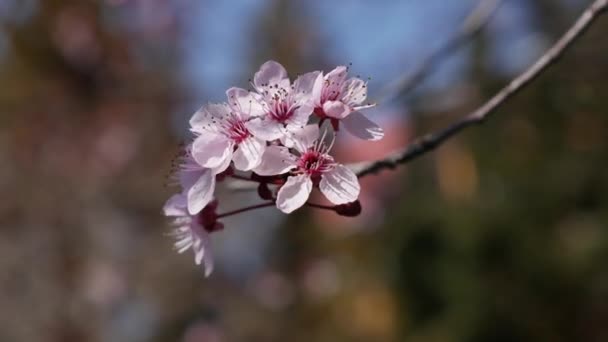 Ameixa de cereja ou ramo de Prunus cerasifera com flores cor-de-rosa em flor de primavera. Flores da Primavera. Florescimento nas árvores de jardim de ameixa de miróbalo. Natureza. Close-up — Vídeo de Stock