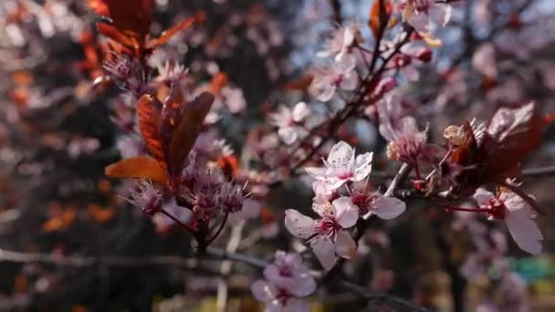 Ameixa de cereja ou ramo de Prunus cerasifera com flores cor-de-rosa em flor de primavera. Flores da Primavera. Florescimento nas árvores de jardim de ameixa de miróbalo. Natureza. Close-up — Vídeo de Stock