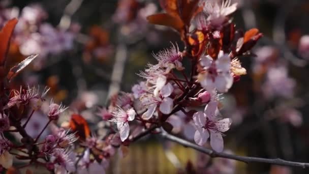 Ameixa de cereja ou ramo de Prunus cerasifera com flores cor-de-rosa em flor de primavera. Flores da Primavera. Florescimento nas árvores de jardim de ameixa de miróbalo. Natureza. Close-up — Vídeo de Stock