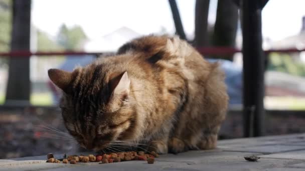 Hungrige obdachlose gestreifte Katze frisst draußen Trockenfutter. Konzept der streunenden Tiere — Stockvideo