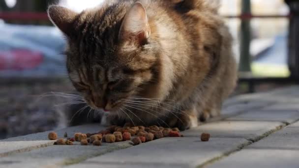 Hongerige dakloze gestreepte kat eet buiten droog voedsel. Begrip zwerfdieren — Stockvideo