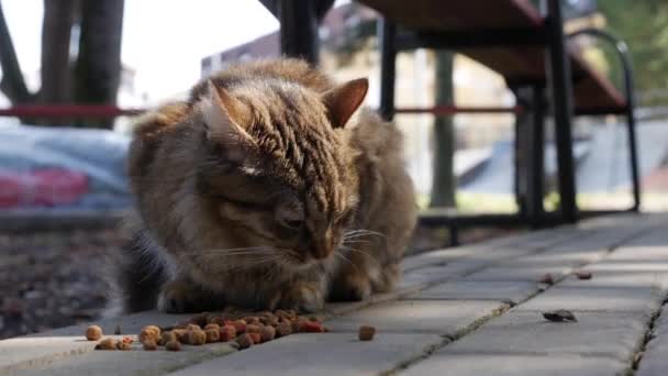 Hungriga hemlösa randiga katt äter torr mat utanför. Begreppet herrelösa djur — Stockvideo