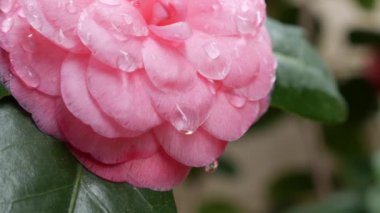 Dallı kamelya japonica ya da bahar çiçeklerinde pembe çiçekli sıradan kamelya. Bahar Çiçekleri. Çiçek açan beyaz çiçeklerin arka planında, bahçe ağaçlarında çiçek açıyor. Doğa. Yakın plan.