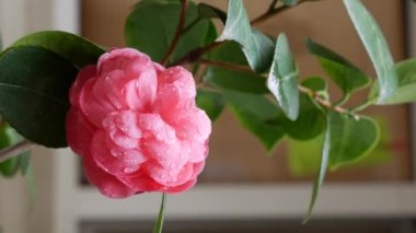 Dallı kamelya japonica ya da bahar çiçeklerinde pembe çiçekli sıradan kamelya. Bahar Çiçekleri. Çiçek açan beyaz çiçeklerin arka planında, bahçe ağaçlarında çiçek açıyor. Doğa. Yakın plan.