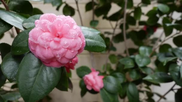 Oddział camellia japonica lub pospolita kamelia z różowymi kwiatami w wiosennym kwiecie. Wiosenne kwiaty. Kwitnie na drzewach ogrodowych, na tle kwitnących białych kwiatów. Przyroda. Zbliżenie — Wideo stockowe