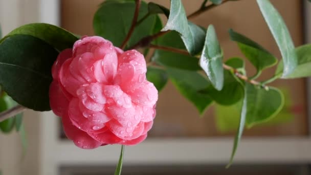 Гілка камелії японської або звичайної камелії з рожевими квітами навесні цвіте. Весняні квіти. Цвітіння в садових деревах, на тлі квітучих білих квітів. Природа. Крупним планом — стокове відео