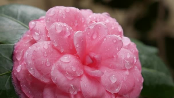 Ramo camelia japonica o camelia comune con fiori rosa in fiore primaverile. Fiori di primavera. Fioritura tra gli alberi da giardino, sullo sfondo di fiori bianchi in fiore. La natura. Primo piano — Video Stock