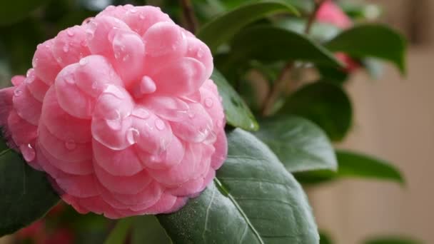 Oddział camellia japonica lub pospolita kamelia z różowymi kwiatami w wiosennym kwiecie. Wiosenne kwiaty. Kwitnie na drzewach ogrodowych, na tle kwitnących białych kwiatów. Przyroda. Zbliżenie — Wideo stockowe