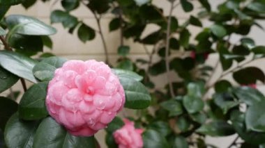 Dallı kamelya japonica ya da bahar çiçeklerinde pembe çiçekli sıradan kamelya. Bahar Çiçekleri. Çiçek açan beyaz çiçeklerin arka planında, bahçe ağaçlarında çiçek açıyor. Doğa. Yakın plan.