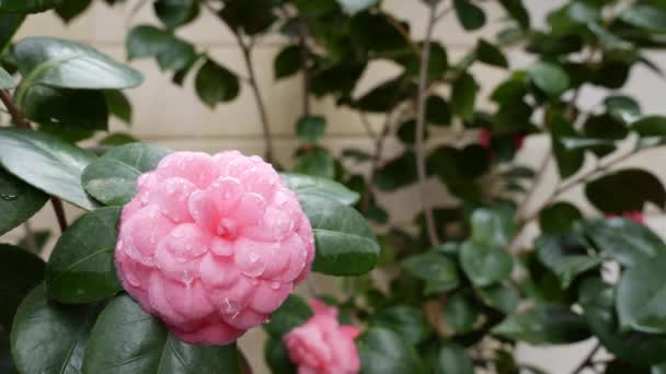 카멜리아 야포 니카 (camellia japonica) 혹은 봄에 꽃 이 핀 분홍색 카멜리아 (camellia). 봄 꽃. 흰 꽃이 피는 배경 과는 대조적으로 정원에서 꽃이 핀다. 자연. 클로즈업 — 비디오