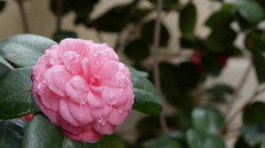 Dallı kamelya japonica ya da bahar çiçeklerinde pembe çiçekli sıradan kamelya. Bahar Çiçekleri. Çiçek açan beyaz çiçeklerin arka planında, bahçe ağaçlarında çiçek açıyor. Doğa. Yakın plan.