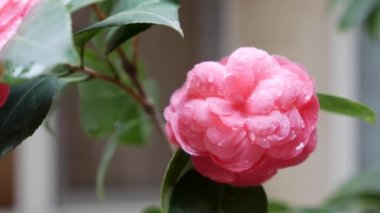 Dallı kamelya japonica ya da bahar çiçeklerinde pembe çiçekli sıradan kamelya. Bahar Çiçekleri. Çiçek açan beyaz çiçeklerin arka planında, bahçe ağaçlarında çiçek açıyor. Doğa. Yakın plan.