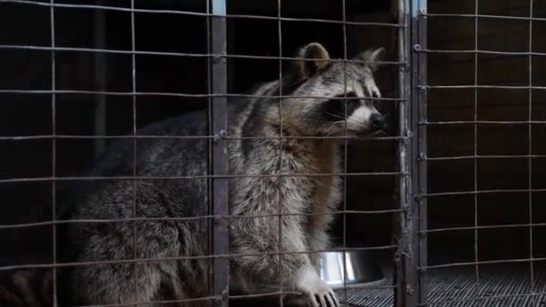 Waschbär im Käfig. Grausamkeit gegenüber Wildtieren. Tiere in einem Käfig im Zoo. Gefangenschaft. Verzweifelte Lage. — Stockvideo