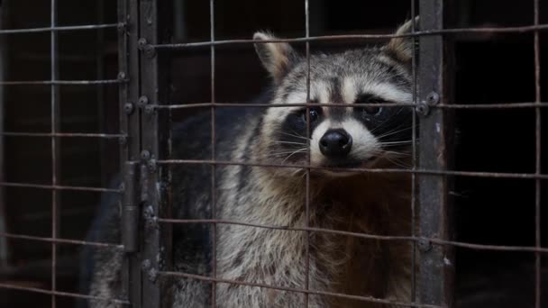 ラクーンは檻の中に座ってた。野生動物への残酷さ。動物園の檻の中の動物。捕虜になる。絶望的な状況. — ストック動画