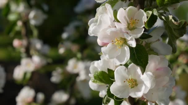 Árvore de maçã Presidente colunar com flores brancas em flor de primavera. Flores da Primavera. Floração nas árvores do jardim, contra o fundo de flores brancas florescendo. Natureza. Close-up — Vídeo de Stock