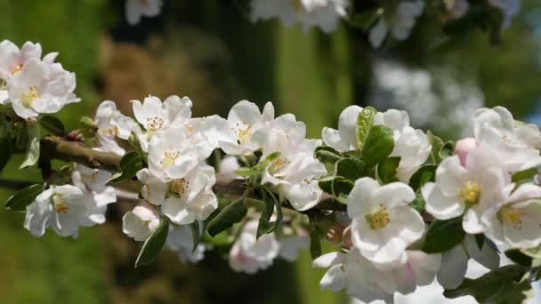 春に白花を咲かせます。春の花。白い花を咲かせる背景を背景に、庭の木に花を咲かせます。垂直方向の映像 — ストック動画