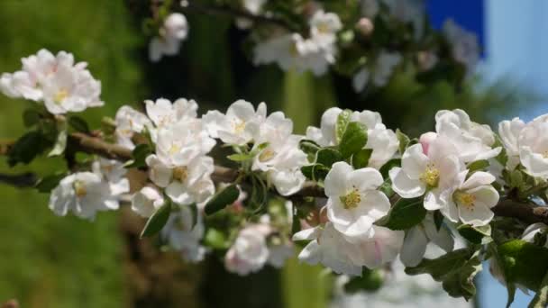 Jabłoń Prezydent kolumna z białymi kwiatami w wiosennym rozkwicie. Wiosenne kwiaty. Kwitnie na drzewach ogrodowych, na tle kwitnących białych kwiatów. Nagrania pionowe — Wideo stockowe