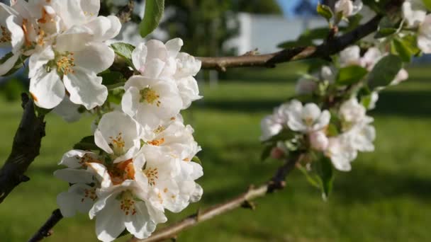 Apfelbaum Präsident Kolumne mit weißen Blüten im Frühling blühen. Frühlingsblumen. Blühen in den Gartenbäumen, vor dem Hintergrund blühender weißer Blumen. Die Natur. Nahaufnahme — Stockvideo