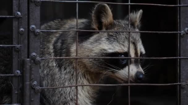 Mapache sentado en una jaula. Crueldad con los animales salvajes. Animales en una jaula en el zoológico. Cautiverio. Situación desesperada. — Vídeo de stock