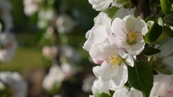 Árvore de maçã Presidente colunar com flores brancas em flor de primavera. Flores da Primavera. Floração nas árvores do jardim, contra o fundo de flores brancas florescendo. Natureza. Close-up — Vídeo de Stock