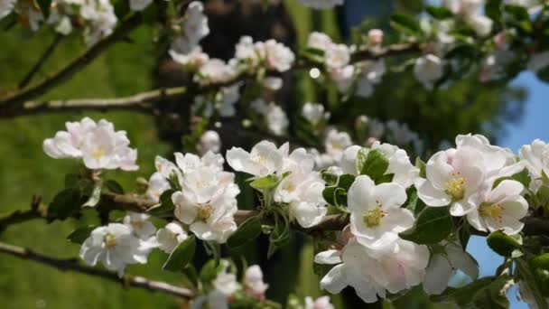 Apfelbaum Präsident Kolumne mit weißen Blüten im Frühling blühen. Frühlingsblumen. Blühen in den Gartenbäumen, vor dem Hintergrund blühender weißer Blumen. Vertikales Filmmaterial — Stockvideo