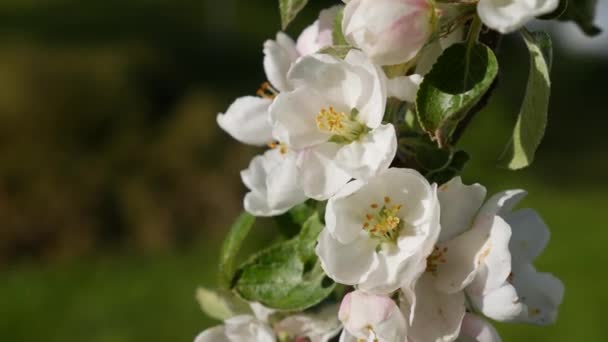 Apfelbaum Präsident Kolumne mit weißen Blüten im Frühling blühen. Frühlingsblumen. Blühen in den Gartenbäumen, vor dem Hintergrund blühender weißer Blumen. Die Natur. Nahaufnahme — Stockvideo