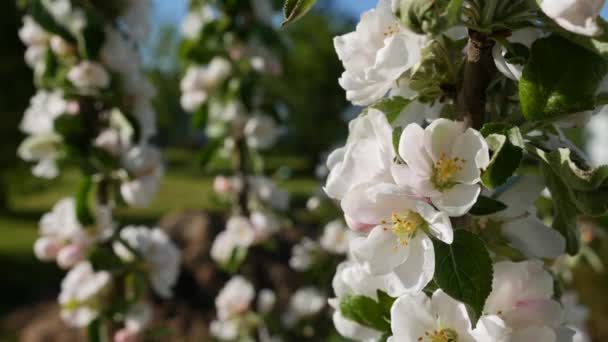 Президент яблуні стовпчик з білими квітами навесні цвіте. Весняні квіти. Цвітіння в садових деревах, на тлі квітучих білих квітів. Природа. Крупним планом — стокове відео