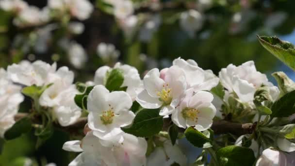 Albero di mele presidente colonnare con fiori bianchi in fiore primaverile. Fiori di primavera. Fioritura tra gli alberi da giardino, sullo sfondo di fiori bianchi in fiore. Filmati verticali — Video Stock