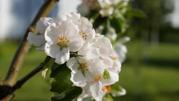 Äppleträd President kolumnar med vita blommor i vÃ ¥ren blommar. Vårblommor. Blommande i trÃ ¤dgÃ ¥rdsträden, mot bakgrund av blommande vita blommor. Naturen. Närbild — Stockvideo