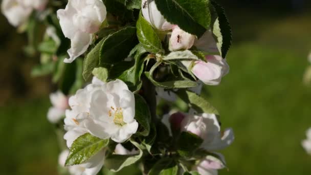 Apfelbaum Präsident Kolumne mit weißen Blüten im Frühling blühen. Frühlingsblumen. Blühen in den Gartenbäumen, vor dem Hintergrund blühender weißer Blumen. Die Natur. Nahaufnahme — Stockvideo