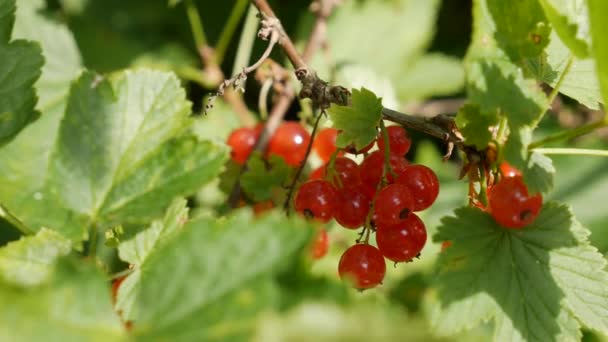 Frutas de groselhas vermelhas dos arbustos no jardim de verão, prontas para a colheita. Bagas maduras suculentas de uma passa de Corinto vermelha em um arbusto. Fundo de bagas de jardim. Close-up — Vídeo de Stock