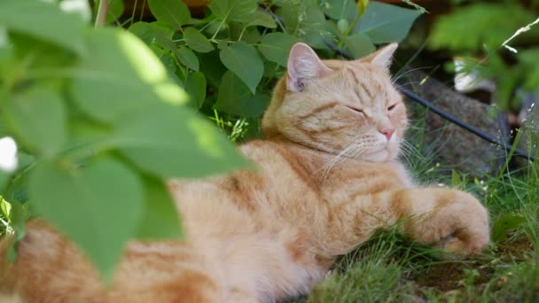 Rote Katzen ruhen im Sommer im Garten. Katze spielt draußen. In der Sonne — Stockvideo