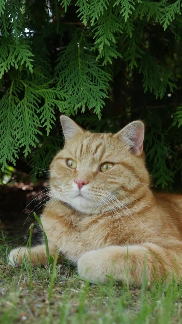 Červená kočka odpočívá v létě na zahradě. Kočka si hraje venku. Na slunci — Stock video