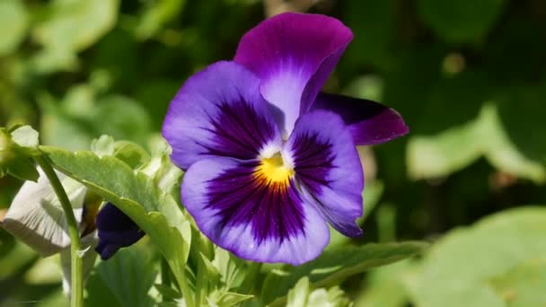 Cama de flores com pálidas de cores diferentes. Viola wittrockiana flores em um jardim estão se movendo no vento. Fechar. — Vídeo de Stock