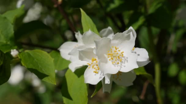 Nahaufnahme von Zweigen mit wunderschönen schneeweißen Jasminblüten im Garten. Blühender Jasminzweig. Botanisch, detailreich, natürlich — Stockvideo