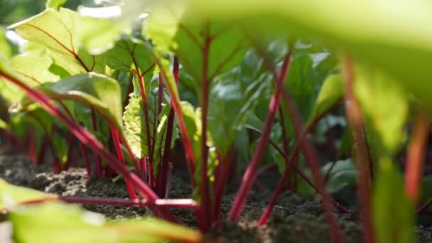 Cékla ültetvény. Zöldségek, biogazdálkodás. Mezőgazdaság és agráripar. Kézvetés és terménygondozás. Munkavállalók vonzása a gazdaságokba — Stock videók