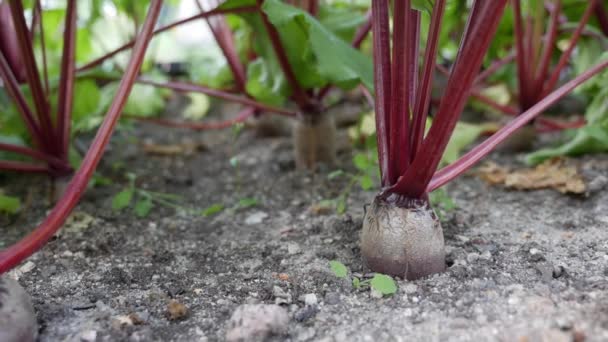 Rote Beete Plantage. Gemüse, ökologischer Landbau. Landwirtschaft und Agrarindustrie. Händeaussaat und Erntepflege. Arbeitskräfte für die Arbeit in den landwirtschaftlichen Betrieben gewinnen — Stockvideo