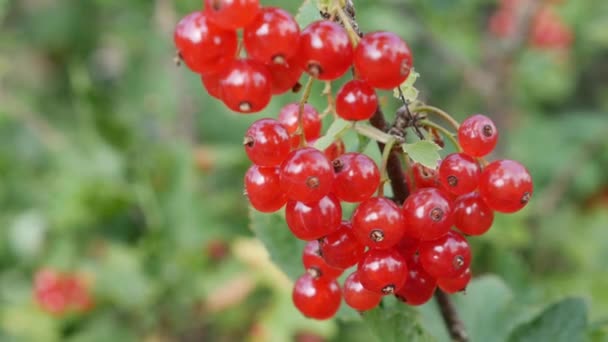 Frutos de bayas de grosella roja de los arbustos en el jardín de verano, listos para cosechar. Las bayas jugosas maduras de la grosella roja sobre el arbusto. Fondo de bayas de jardín. Primer plano — Vídeos de Stock