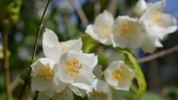 Nahaufnahme von Zweigen mit wunderschönen schneeweißen Jasminblüten im Garten. Blühender Jasminzweig. Botanisch, detailreich, natürlich — Stockvideo