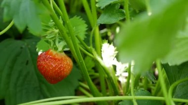 Bahçe yatağında kırmızı çilekler. Organik tarım. Tarım ve tarım sektörü. El ekimi ve mahsul bakımı