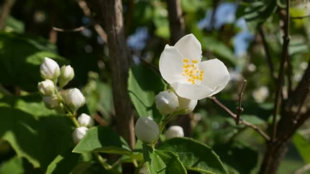 Nahaufnahme von Zweigen mit wunderschönen schneeweißen Jasminblüten im Garten. Blühender Jasminzweig. Botanisch, detailreich, natürlich — Stockvideo