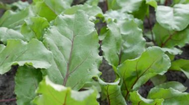 Pancar çiftliği. Sebzeler, organik tarım. Tarım ve tarım sektörü. El ekimi ve hasat bakımı. İşçileri çiftliklerde çalışmaya cezbediyor
