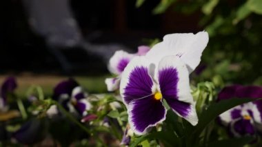 Farklı renklerde çiçek tarhı. Bahçedeki Viola Wittrockiana çiçekleri rüzgarda hareket ediyor. Yakın çekim.