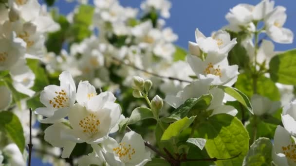 Nahaufnahme von Zweigen mit wunderschönen schneeweißen Jasminblüten vor blauem Himmel. Blühender Jasminzweig. Botanisch, detailreich, natürlich — Stockvideo